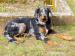Beauceron - prodám štěně - Prodej