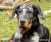 Beauceron - prodám štěně - Prodej