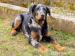 Beauceron - prodám štěně - Prodej