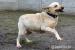 Balbinka - młoda suczka w typie labradora adopcja - Sprzedaż