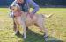 Balbinka - młoda suczka w typie labradora adopcja - Sprzedaż