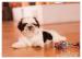 Shih Tzu - šteniatka ( shi-tzu,si-cu,si-tzu ) - Predaj