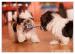 Shih Tzu - šteniatka ( shi-tzu,si-cu,si-tzu ) - Predaj