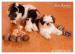 Shih Tzu - šteniatka ( shi-tzu,si-cu,si-tzu ) - Predaj