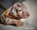 Louisianský leopardí pes s PP - Predaj