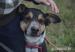 Etna-piękna,duza,wrażliwe cudo-do adopcji - Sprzedaż