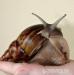 Achatina Balteata - Prodej
