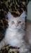 Piękna kotka Maine Coon !!! - Sprzedaż