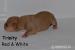 American Pitbull Terrier - štěňata na prodej - Prodej