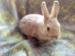 zakrslí králíčci na prodej - Prodej