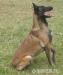 Belgický ovčák-Malinois - Prodej