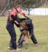 Belgický ovčák-Malinois - Prodej