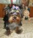 Yorkshire terrier s PP  - Prodej