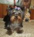 Yorkshire terrier s PP  - Prodej