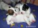 Jack Russell terier s PP - Prodej