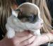 Jack Russell terier s PP - Prodej