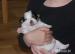 Jack Russell terier s PP - Prodej