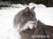 Nórska lesná mačička - Predaj