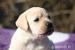 Štěňátka Labrador Retriever s PP - Prodej
