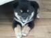 ŠTĚŇATA SHIBA INU - Prodej
