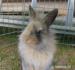 Zakrslé milé králičky v Bratislave - Predaj