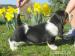 Basset Hound s PP - Prodej