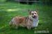 štěňátka Welsh Corgi Pembroke s PP - Prodej