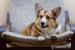štěňátka Welsh Corgi Pembroke s PP - Prodej