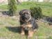 Suczki Owczarek Niemiecki - Sprzedaż