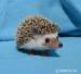 Ježek bělobřichý s PP - Prodej