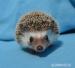 Ježek bělobřichý s PP - Prodej