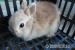 Zakrslý králíčci - Prodej