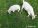2 biele rohaté kozičky - Predaj