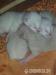 Reinrassige Siam Kitten - Verkauf