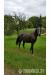 Hübsche 2 Jährige Stute Holländisches Warmblut - Verkauf
