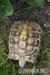 Landschildkröten THB Weibchen 4 und 8 Jahre alt - Verkauf