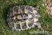 Landschildkröten THB Weibchen 4 und 8 Jahre alt - Verkauf