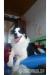Vermisster Border-Collie-Mix aus Kassel - Verkauf