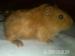 Süßes Meerschweinchen - Verkauf
