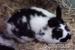 Kaninchen ZwergKaninchen Hasen - Verkauf