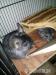 2 Chinchillas - Verkauf