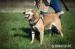 KAJTEK - pies na medal do adopcji! - Sprzedaż