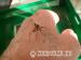 Macleays stick insect nympth - Sale