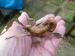 Macleays stick insect nympth - Sale
