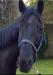 Stunning 16.3 7yr gelding - Sale