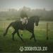 Stunning 16.3 7yr gelding - Sale