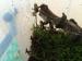 Phantasmal dart frogs - Sale