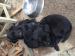 Krásne kríźené šteniatka labradora - Predaj