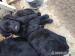 Krásne kríźené šteniatka labradora - Predaj