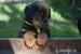 Francouzský ovčák - beauceron - pes s PP - Prodej
